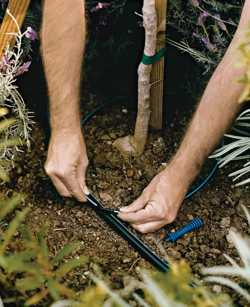 dat ong xung quanh cay